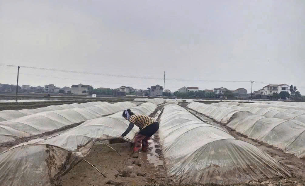 KHUYẾN CÁO BÀ CON MỘT SỐ BIỆN PHÁP CHĂM SÓC LÚA, MẠ KHI GẶP THỜI TIẾT RÉT ĐẬM, RÉT HẠI