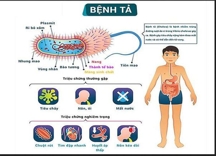 XÃ VŨ THƯ: LAN TỎA CÁC THÔNG ĐIỆP PHÒNG, CHỐNG BỆNH TẢ
