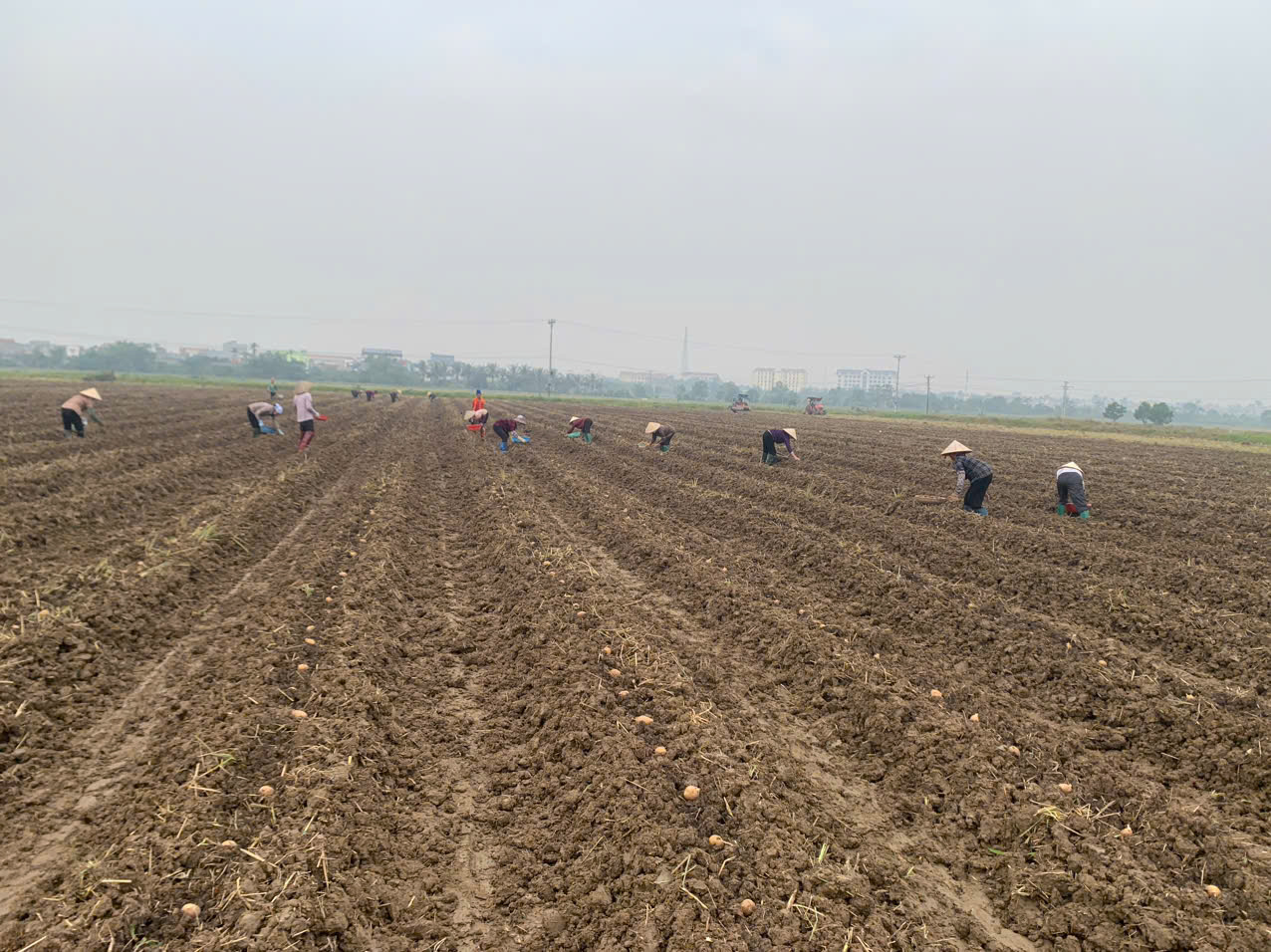 HỢP TÁC XÃ NÔNG NGHIỆP HÒA BÌNH TRIỂN KHAI TRỒNG 5,1 HA KHOAI TÂY VỤ ĐÔNG