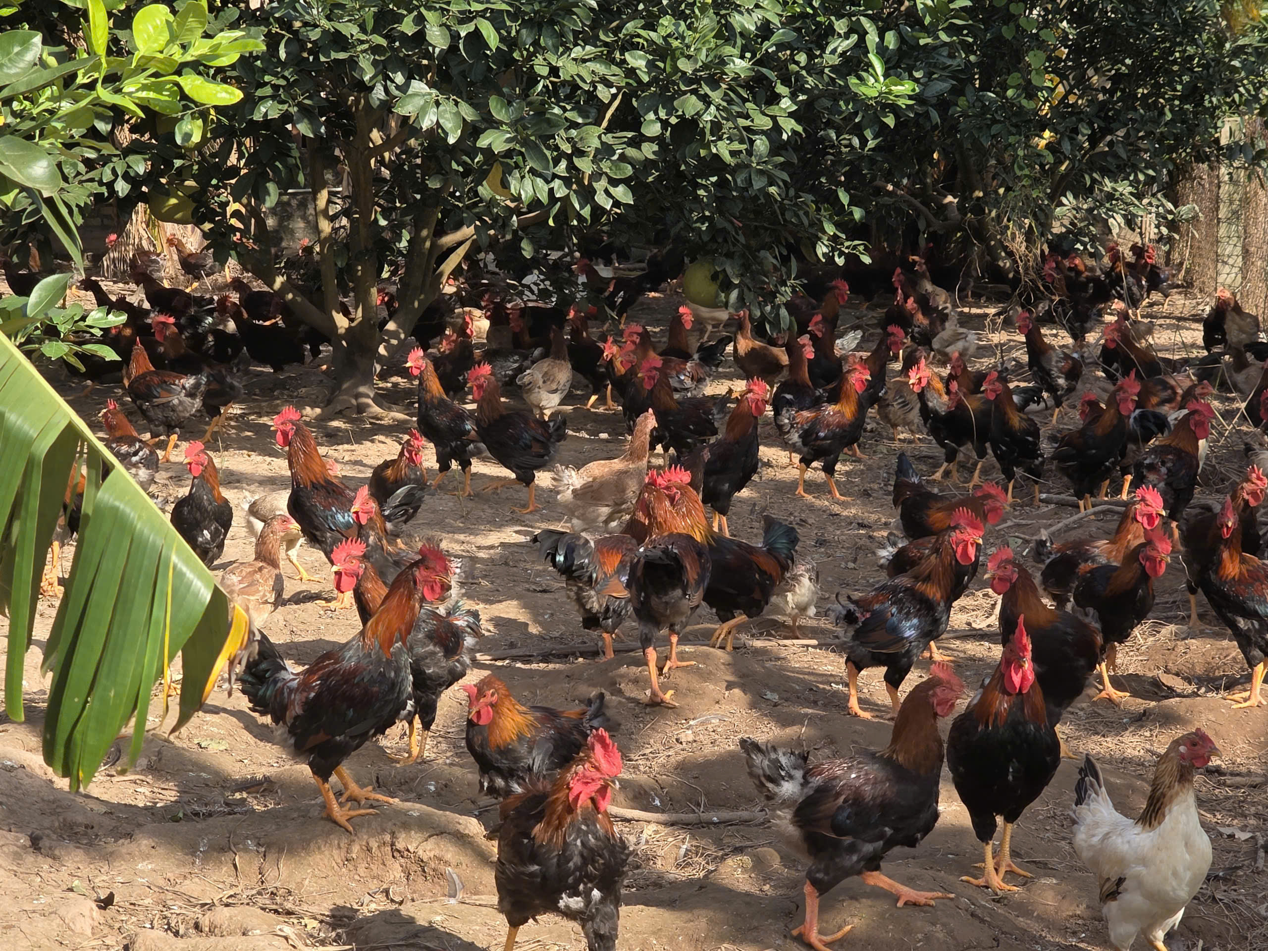 Một số lưu ý trong nuôi gà thịt phục vụ Tết Nguyên đán