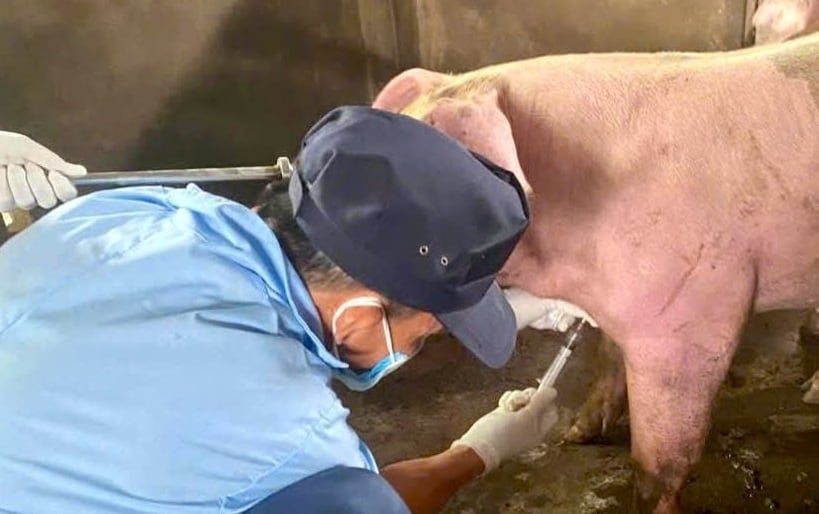 TĂNG CƯỜNG CÔNG TÁC PHÒNG, CHỐNG BỆNH DỊCH TẢ LỢN CHÂU PHI