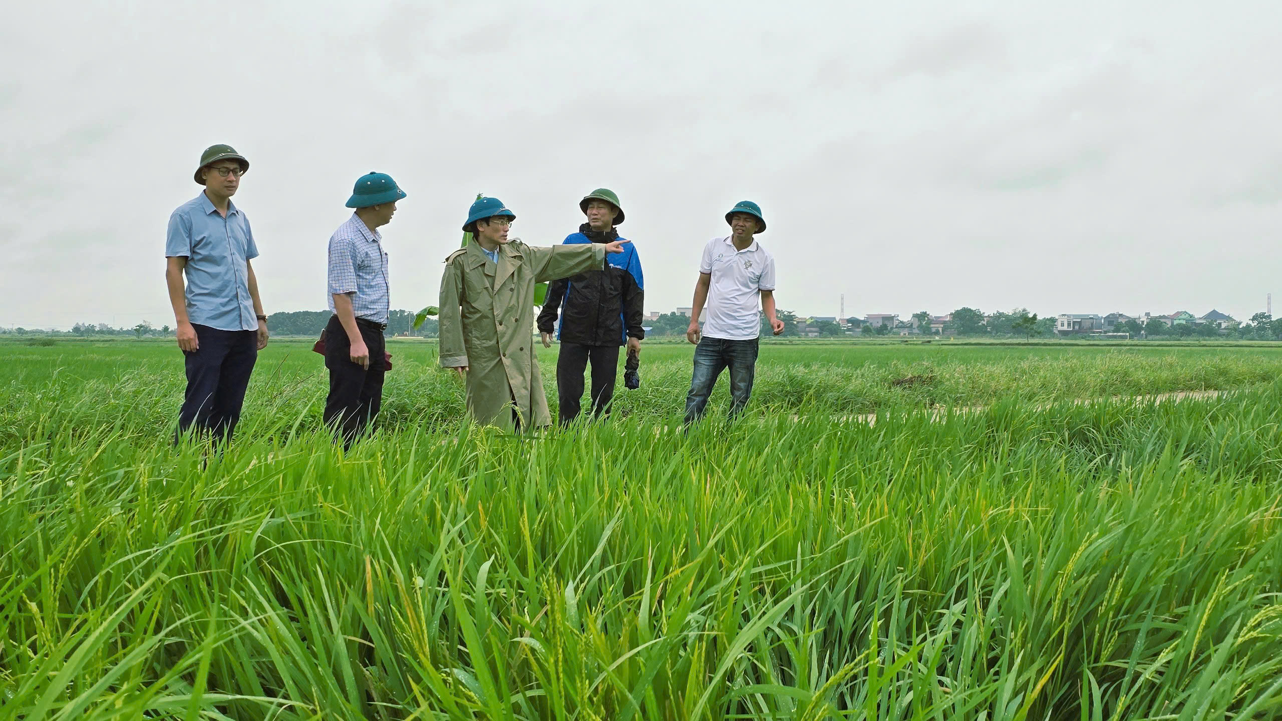 Xã Vũ Thư chủ động phương án bảo vệ 1.269 ha lúa và 228 ha hoa màu trước bão số 9