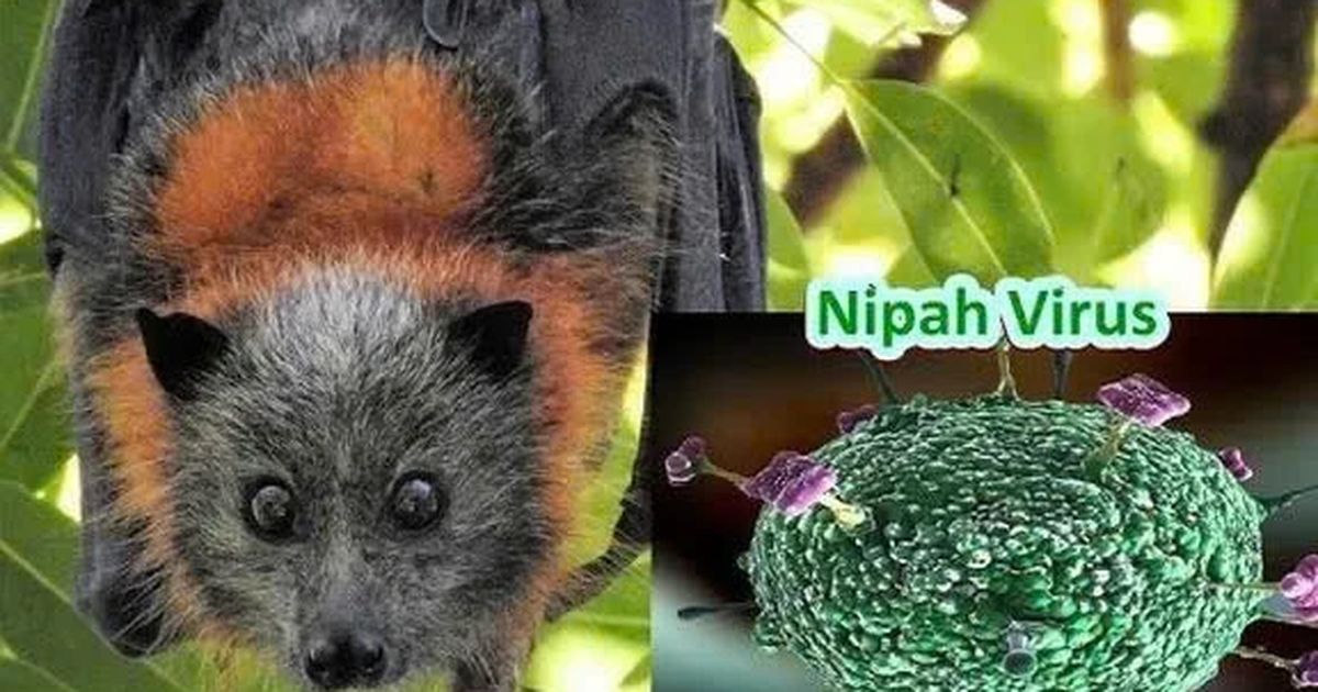 Tăng cường cảnh giác, chủ động phòng ngừa bệnh truyền nhiễm nguy hiểm do virus Nipah