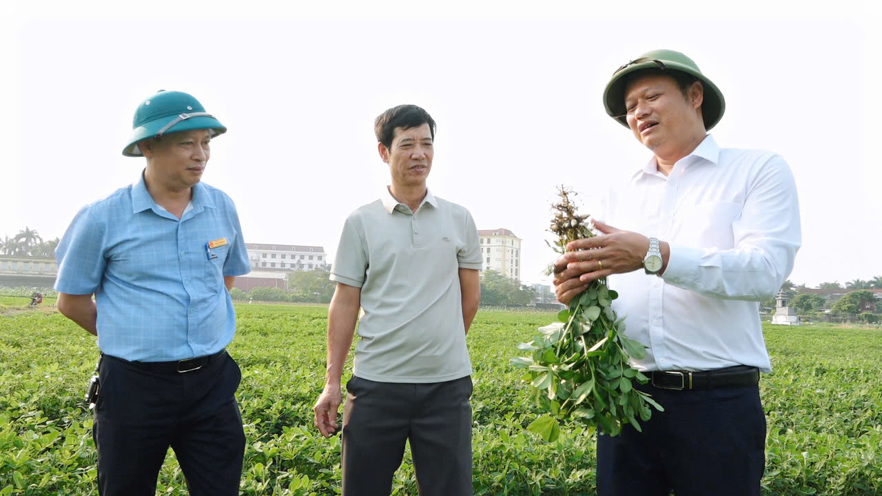 HỢP TÁC  NÔNG NGHIỆP HOÀ BÌNH - ĐIỂM SÁNG TRONG THÂM CANH LÚA MÀU CHO GIÁ TRỊ KINH TẾ CAO