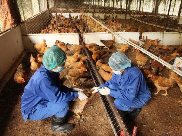 Hướng dẫn sử dụng hoá chất khử trùng tiêu độc và tiêm phòng cho đàn vật nuôi vụ xuân hè năm 2026