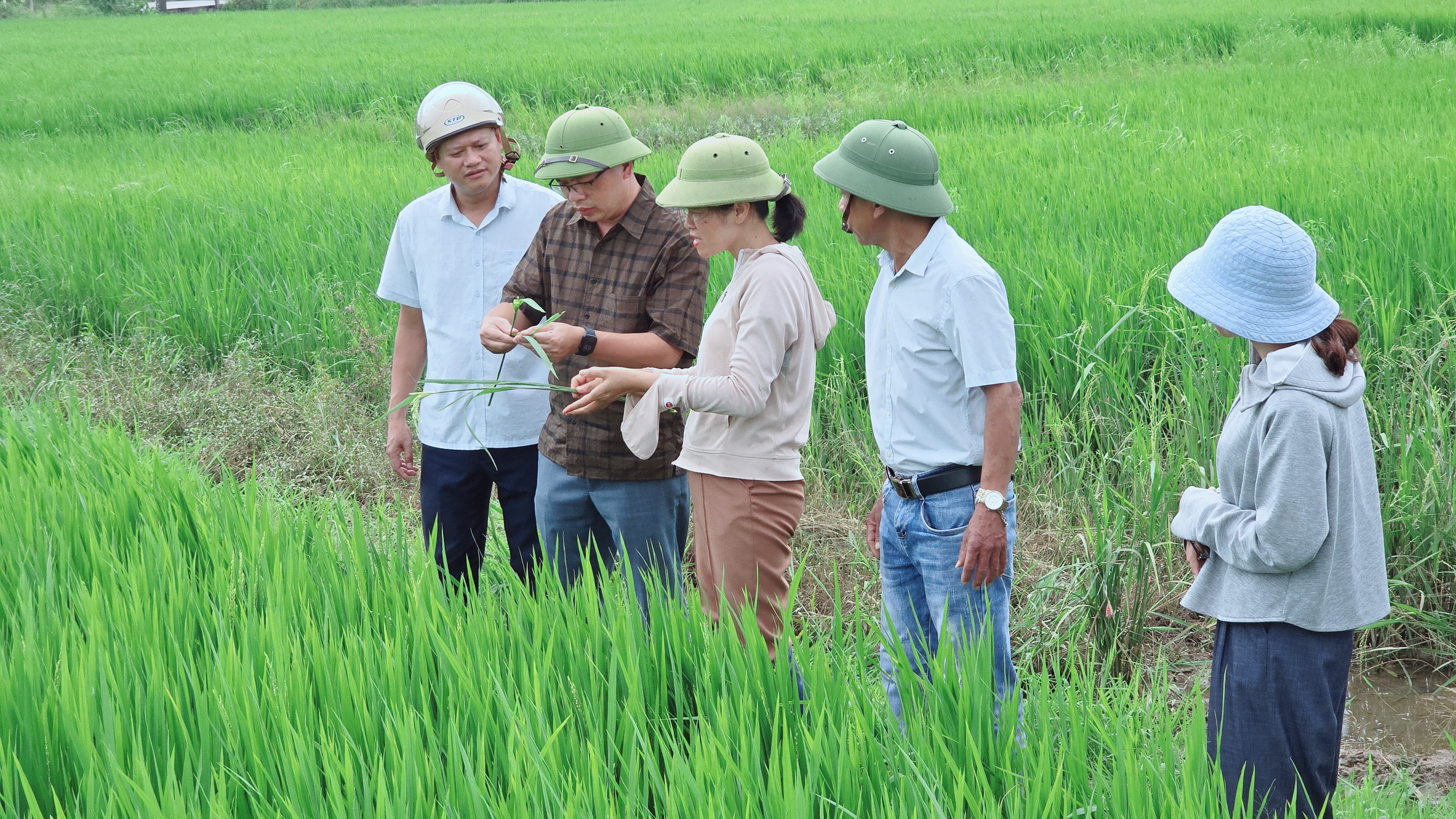 VŨ THƯ: CHỦ TỊCH UBND XÃ KIỂM TRA SẢN XUẤT NÔNG NGHIỆP, CHỈ ĐẠO ĐỢT PHUN TRỪ SÂU BỆNH BẢO VỆ LÚA MÙA 2026
